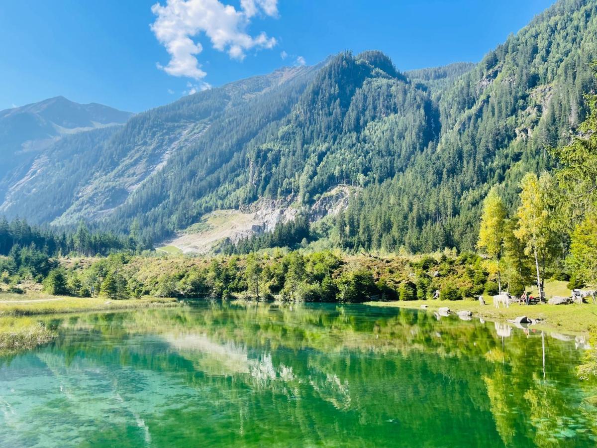 Weitblick Wald im Pinzgau